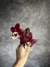 Phal. Kaoda Twinkle 2.5'' УЦЕНКА (мех. пов. листиков)