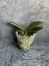 Phal. Kaoda Twinkle 2.5'' УЦЕНКА (мех. пов. листиков)
