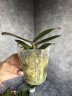 Phal. Kaoda Twinkle 2.5'' УЦЕНКА (мех. пов. листиков)