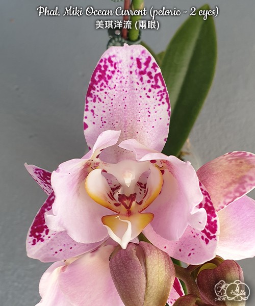 Phal. Miki Ocean Current (peloric - 2 eyes) 2.5''