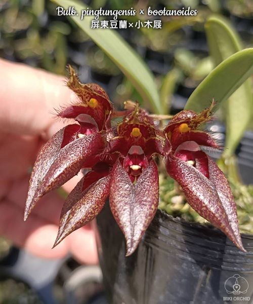 Bulb. pingtungensis × bootanoides 2.5''