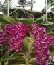 Rhy. gigantea × sib 2.5" УЦЕНКА (мех. повр. листикп)