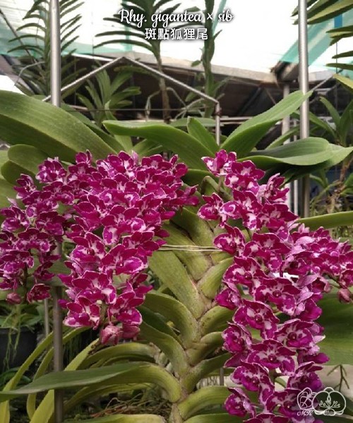 Rhy. gigantea × sib 2.5" УЦЕНКА (мех. повр. листикп)