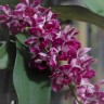 Rhy. gigantea × sib 2.5" УЦЕНКА (мех. повр. листикп)
