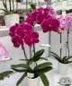 Phal. Fusheng Purple Rose 2.5"