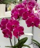 Phal. Fusheng Purple Rose 2.5"