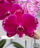 Phal. Fusheng Purple Rose 2.5"