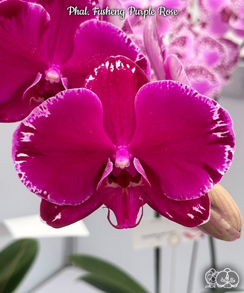 Phal. Fusheng Purple Rose 2.5"