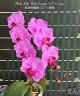Phal. Miki Pink Crayon '167' (2 eyes) 2.5''
