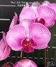 Phal. Miki Pink Crayon '167' (2 eyes) 2.5''