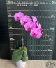 Phal. Miki Pink Crayon '167' (2 eyes) 2.5''