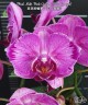 Phal. Miki Pink Crayon '167' (2 eyes) 2.5''