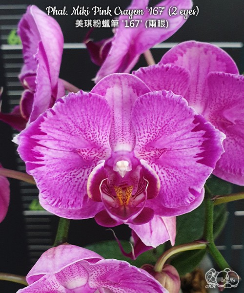 Phal. Miki Pink Crayon '167' (2 eyes) 2.5''