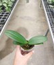 Phal. Miki Pink Crayon '167' (2 eyes) 2.5''