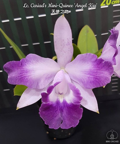 Lc. Cariad's Mini-Quinee 'Angel Kiss' 2.5" УЦЕНКА (мех. повр. лист.)