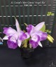 Lc. Cariad's Mini-Quinee 'Angel Kiss' 2.5" УЦЕНКА (мех. повр. лист.)