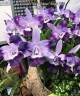 Lc. Cariad's Mini-Quinee 'Angel Kiss' 2.5" УЦЕНКА (мех. повр. лист.)