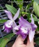 Lc. Cariad's Mini-Quinee 'Angel Kiss' 2.5" УЦЕНКА (мех. повр. лист.)