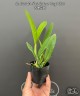 Lc. Cariad's Mini-Quinee 'Angel Kiss' 2.5" УЦЕНКА (мех. повр. лист.)