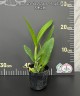 Lc. Cariad's Mini-Quinee 'Angel Kiss' 2.5" УЦЕНКА (мех. повр. лист.)