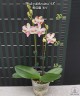 Phal. pulcherrima '4N'	2.5"