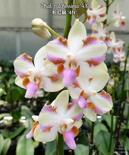 Phal. pulcherrima '4N'	2.5"