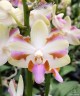Phal. pulcherrima '4N'	2.5"