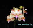 Phal. pulcherrima '4N'	2.5"