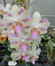 Phal. pulcherrima '4N'	2.5"