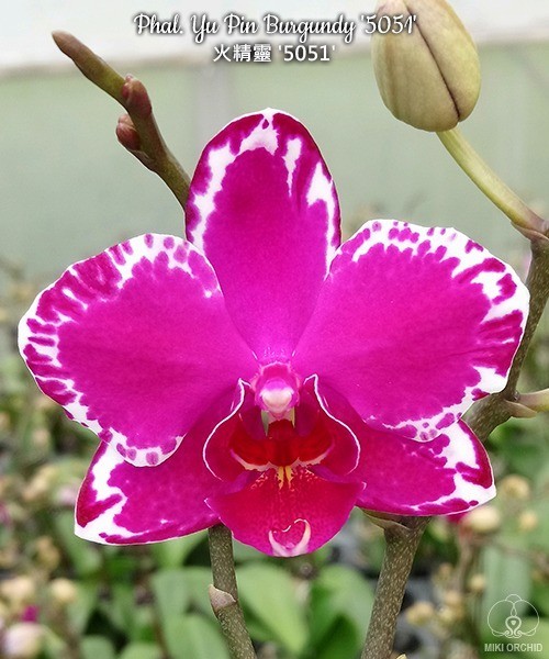 Phal. Yu Pin Burgundy '5051' 2.5"