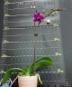 Phal. Yu Pin Burgundy '5051' 2.5"