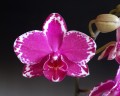 Phal. Yu Pin Burgundy '5051' 2.5"