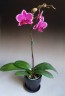 Phal. Yu Pin Burgundy '5051' 2.5"