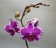 Phal. Yu Pin Burgundy '5051' 2.5"