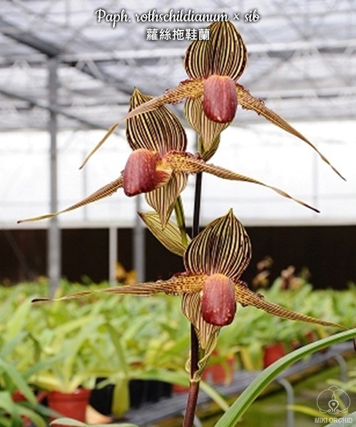 Paph. rothschildianum × sib 2.5"