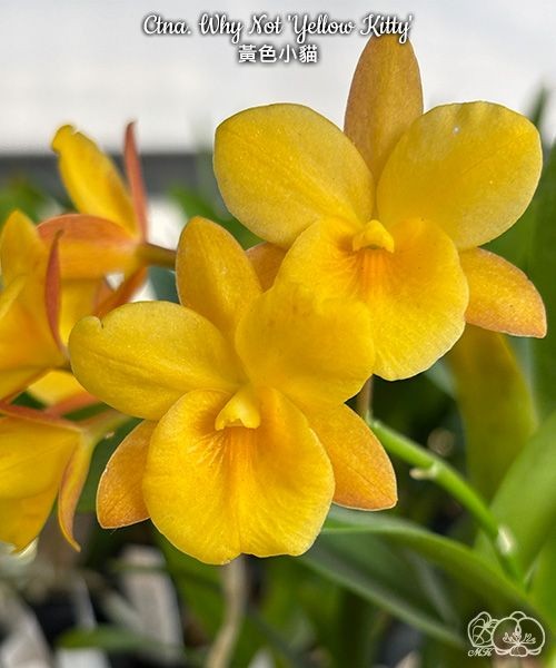 Ctna. Why Not 'Yellow Kitty' 2.5"