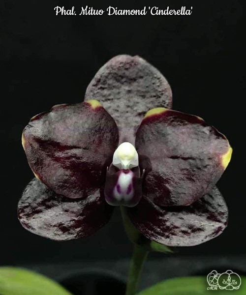 Phal. Mituo Diamond 'Cinderella' 2.5''
