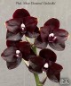 Phal. Mituo Diamond 'Cinderella' 2.5''