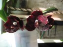 Phal. Mituo Diamond 'Cinderella' 2.5''