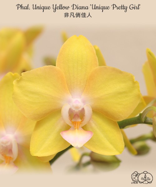 Phal. Unique Yellow Diana 'Unique Pretty Girl' 2.5"