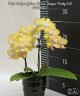 Phal. Unique Yellow Diana 'Unique Pretty Girl' 2.5"