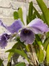 C. C. G. Roebling 'Blue Indigo' 2.5'' УЦЕНКА (мало бульб)