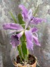 C. C. G. Roebling 'Blue Indigo' 2.5'' УЦЕНКА (мало бульб)