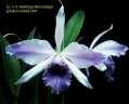 C. C. G. Roebling 'Blue Indigo' 2.5'' УЦЕНКА (мало бульб)