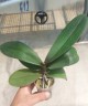 Phal. King Car Marble '80769' 2.5''