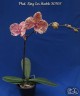 Phal. King Car Marble '80769' 2.5''