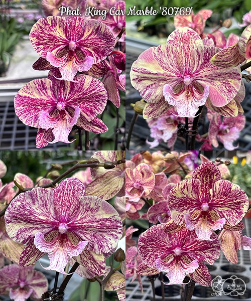 Phal. King Car Marble '80769' 2.5''
