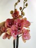 Phal. King Car Marble '80769' 2.5''