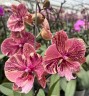 Phal. King Car Marble '80769' 2.5''