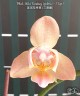Phal. Miki Fantasy (peloric - 3 lips) 2.5'' УЦЕНКА (мех. повр. лист.)